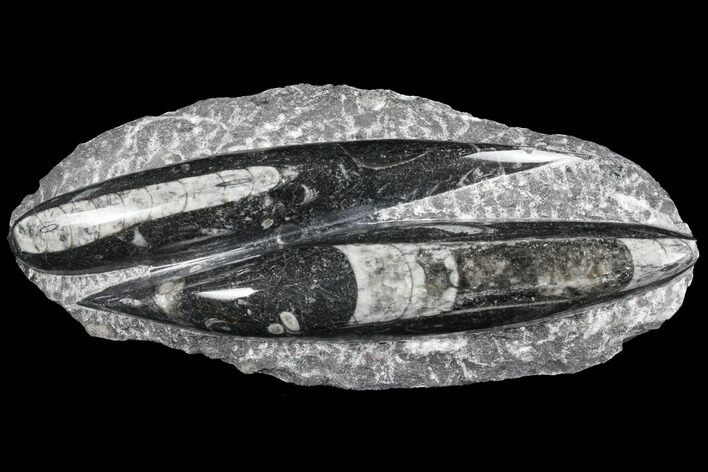 Polished Orthoceras (Cephalopod) Fossils - Morocco #96612